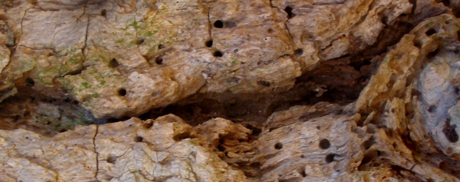 LE CASE PREFABBRICATE IN LEGNO E IL RISCHIO INSETTI